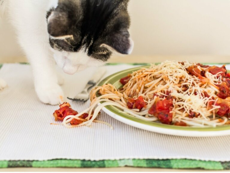 I gatti possono mangiare la pasta?