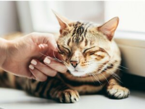 Perché il mio gatto non fa le fusa?