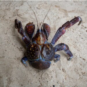 Granchio del cocco: habitat e caratteristiche