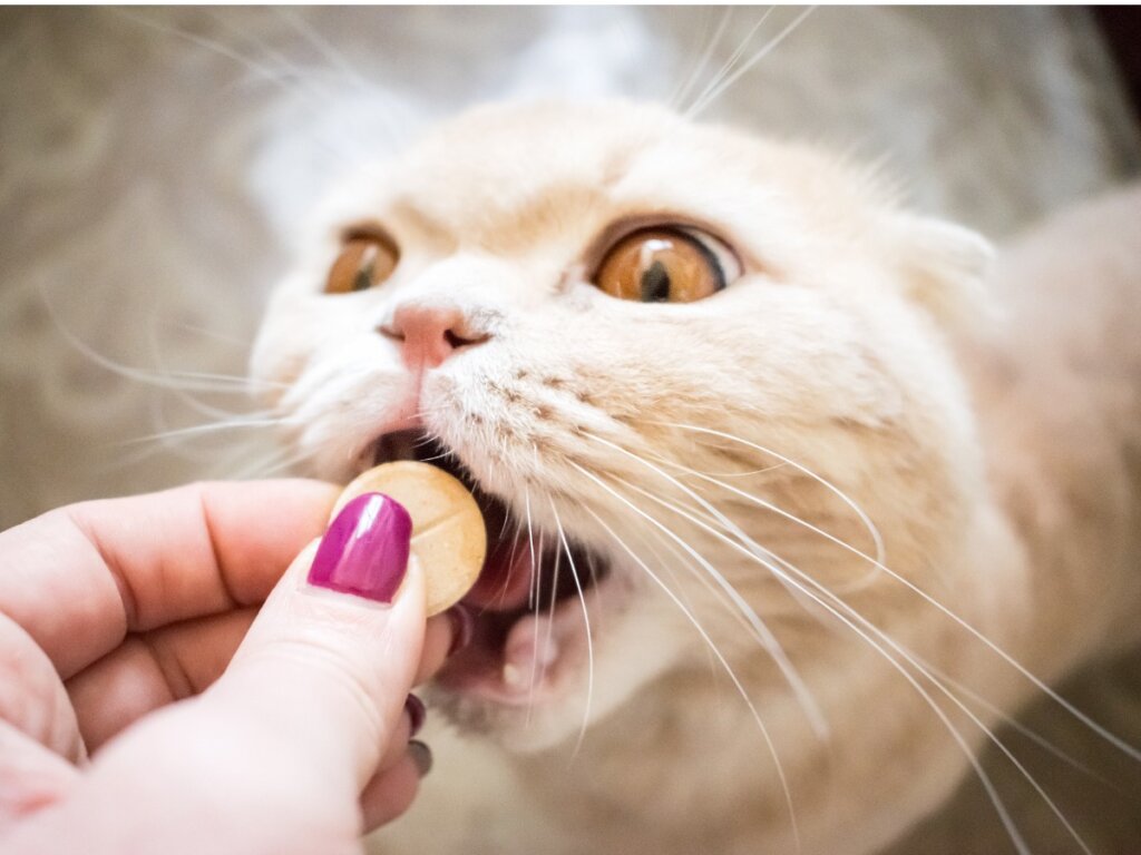 Integratori alimentari per gatti: servono davvero?