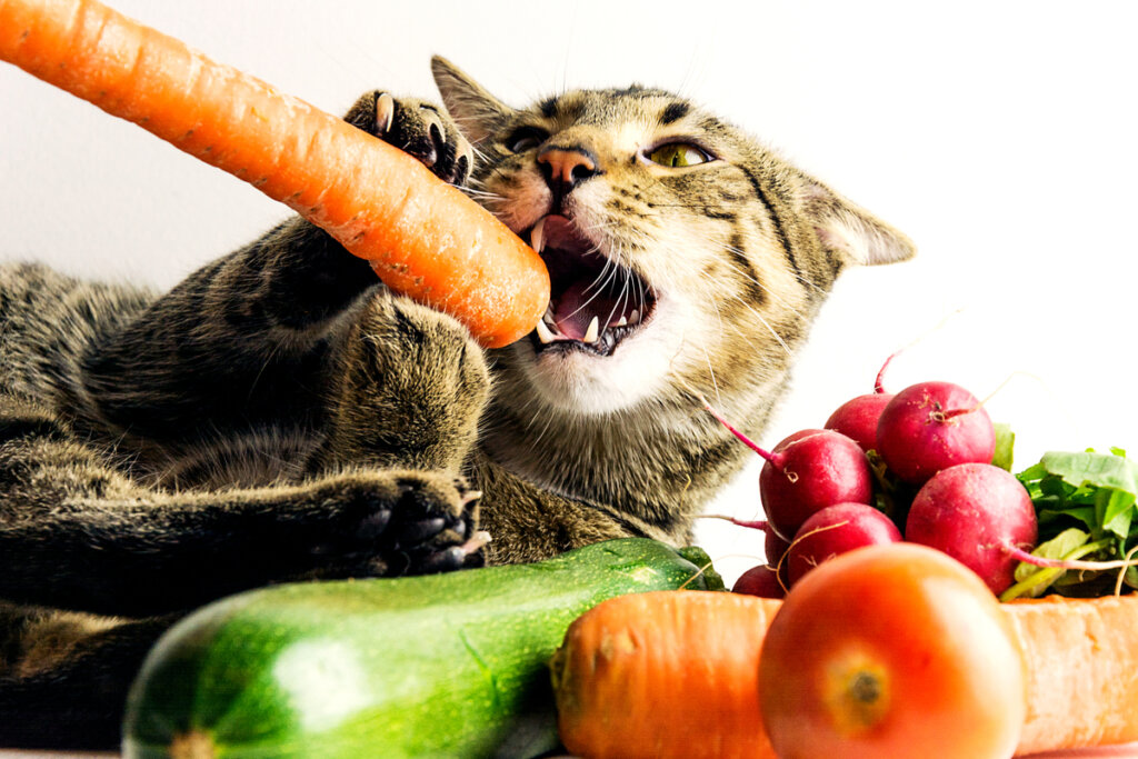 Diete vegane per animali domestici: parlano gli esperti