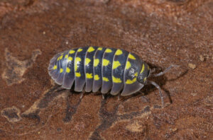 Cosa sono gli animali saprofagi?