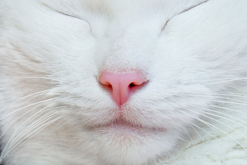 Perché il mio gatto ha il naso bianco?