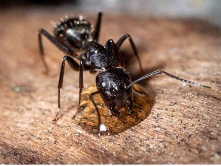 Il comportamento delle formiche