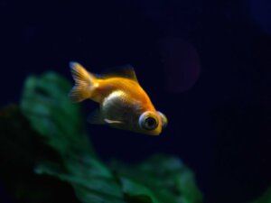 Esoftalmia nei pesci: tutto quello che c'è da sapere