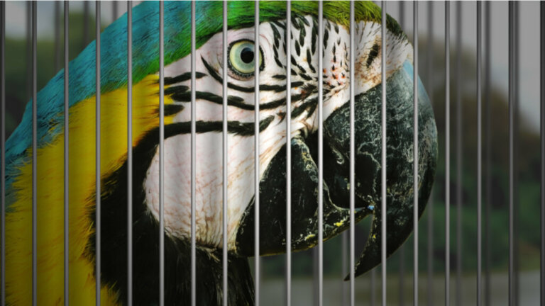 7 uccelli domestici in pericolo di estinzione