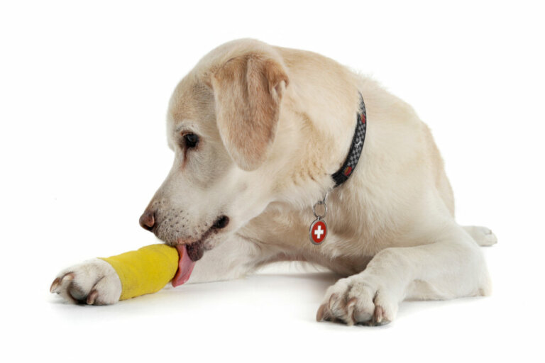 Distorsione nei cani: cause, sintomi e trattamento