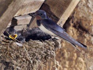 Come nutrire una rondine caduta dal nido o ferita?