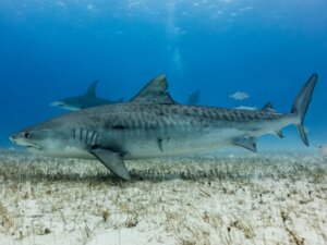 Il comportamento dello squalo