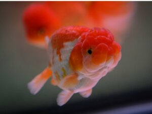 Pesce testa di leone: habitat, caratteristiche e cure