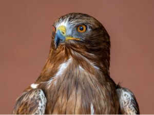 Aquila minore: habitat e caratteristiche