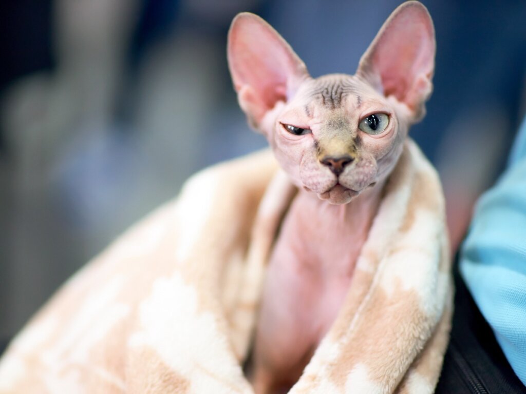 Come fare il bagno a un Canadian Sphynx