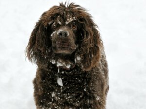 Boykin spaniel: tutto su questa razza
