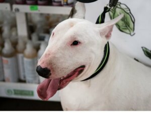 Bull terrier inglese: caratteristiche e cure