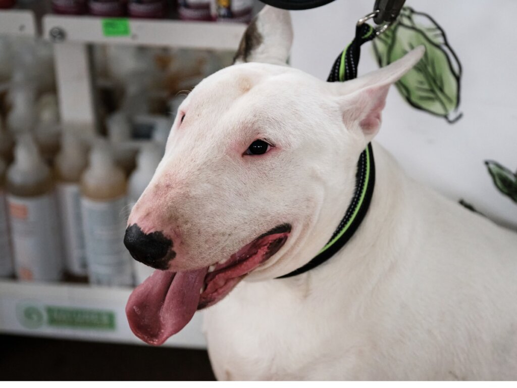 Bull terrier inglese: caratteristiche e cure