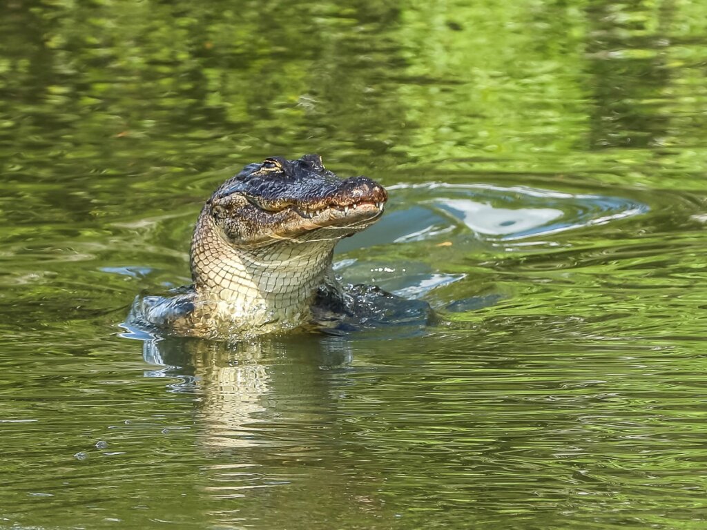 Differenze tra alligatore e coccodrillo