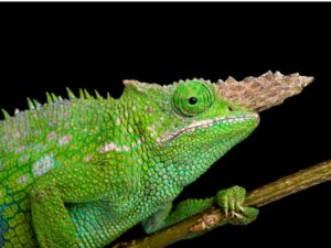 Il comportamento del camaleonte