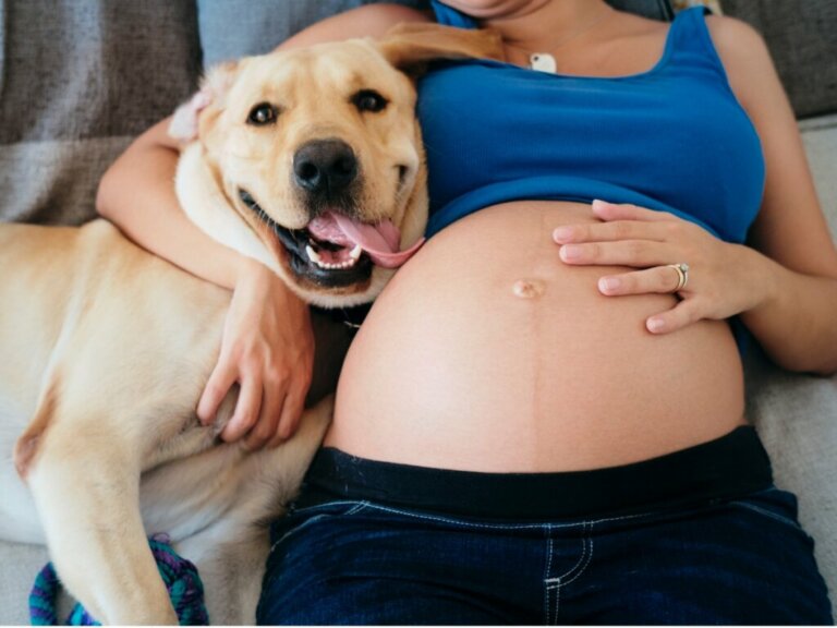 I cani rilevano una gravidanza?
