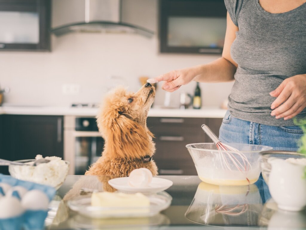 I cani possono mangiare la farina di frumento?