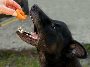 I cani possono mangiare le pesche?