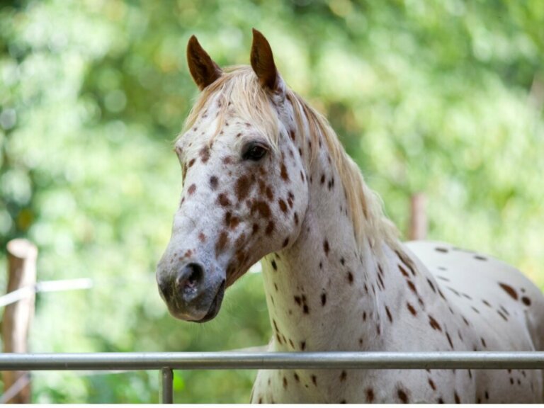 Cavallo Appaloosa: origine e caratteristiche