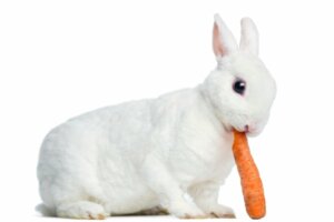 Il comportamento dei conigli