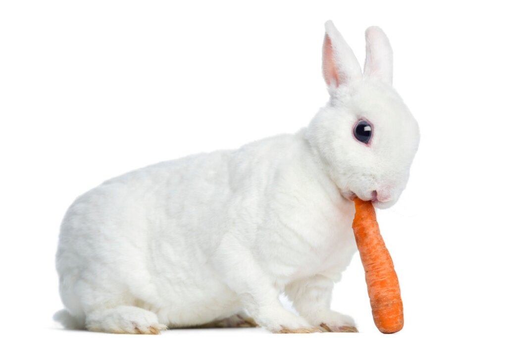 Il comportamento dei conigli