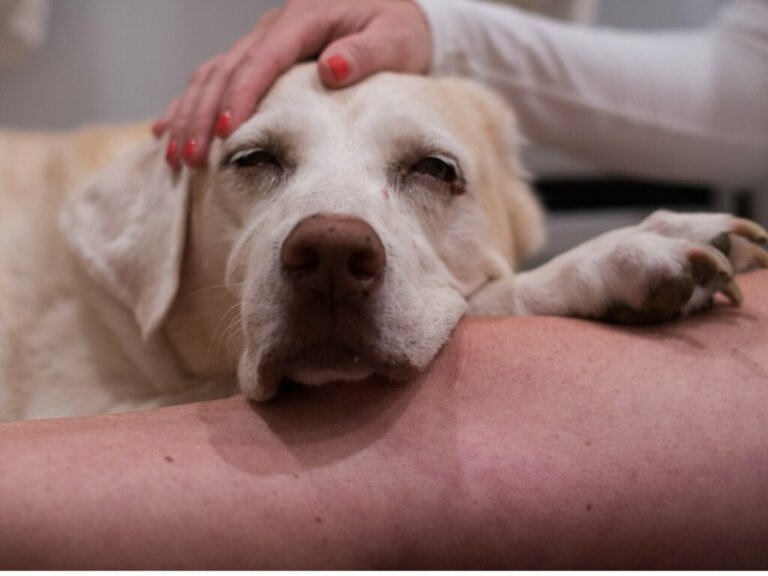 5 cause di cancro nei cani e la possibile prevenzione
