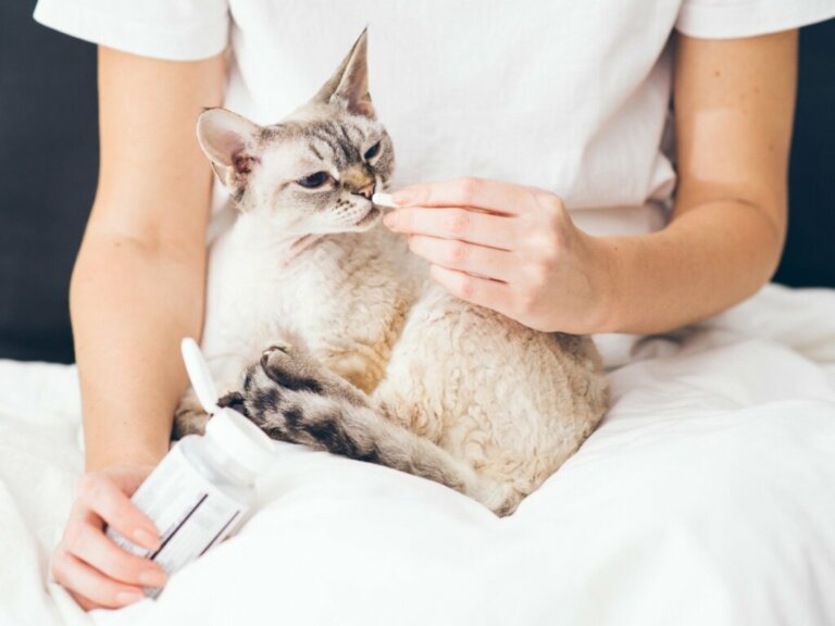 Buprex per gatti: dosaggio ed effetti collaterali