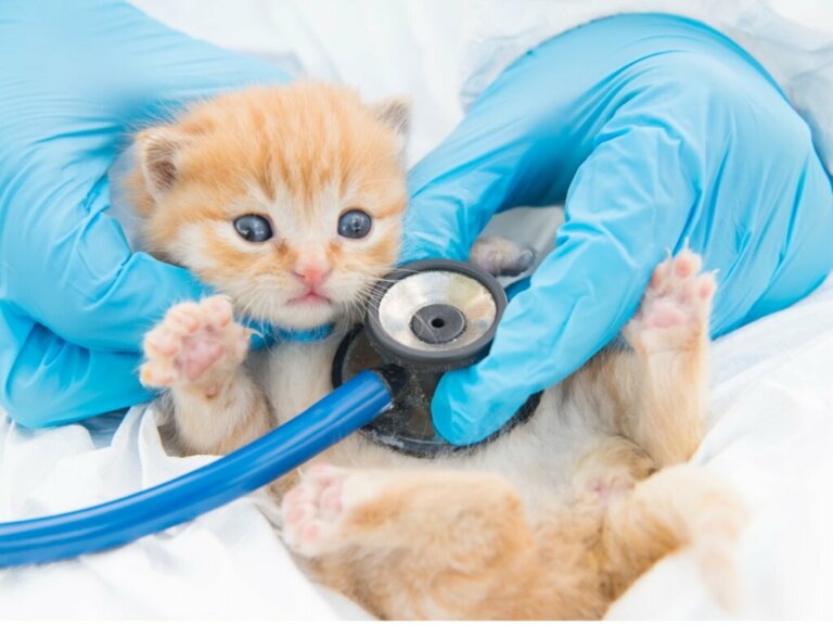 Giardiasi nei gatti: sintomi, infezioni e cure