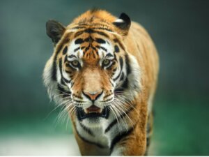 Il comportamento della tigre
