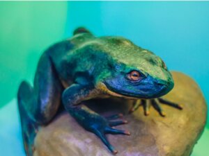 Rana golia: habitat e caratteristiche