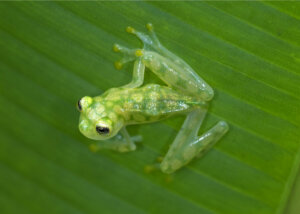 Organismi bioindicatori: tipologie ed esempi