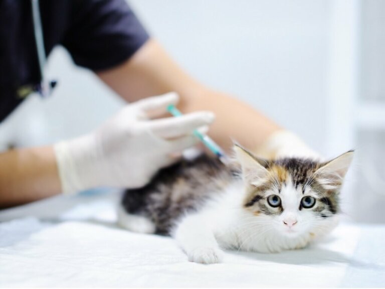 Vaccino trivalente per gatti: a cosa serve e quali sono gli effetti collaterali