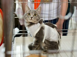 Come prendersi cura di un gatto sterilizzato