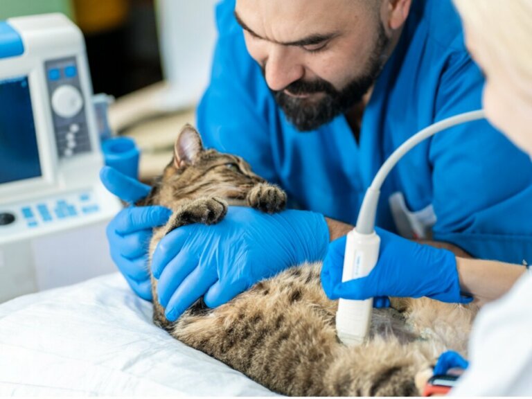 Ascite nei gatti: cause, sintomi e trattamento