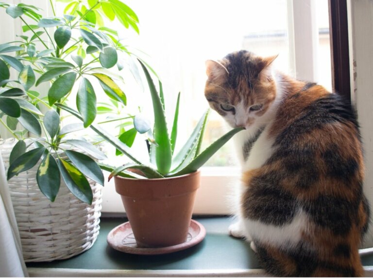 Aloe vera per gatti: usi e benefici