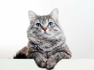 Infertilità nei gatti: cause, diagnosi e trattamento