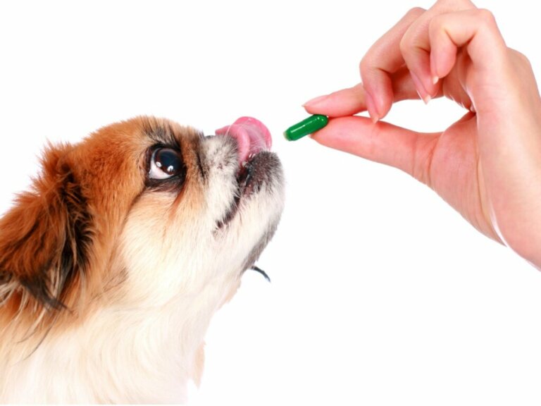 Metilprednisolone per cani: dosaggio e controindicazioni