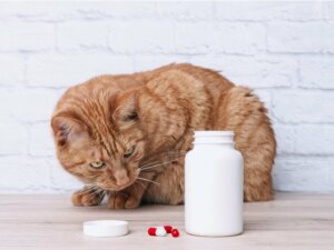 Nolotil per gatti: usi e dosaggio