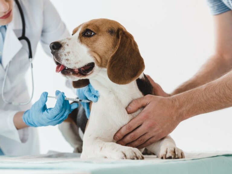 Catosal per cani e gatti: dosaggio ed effetti collaterali