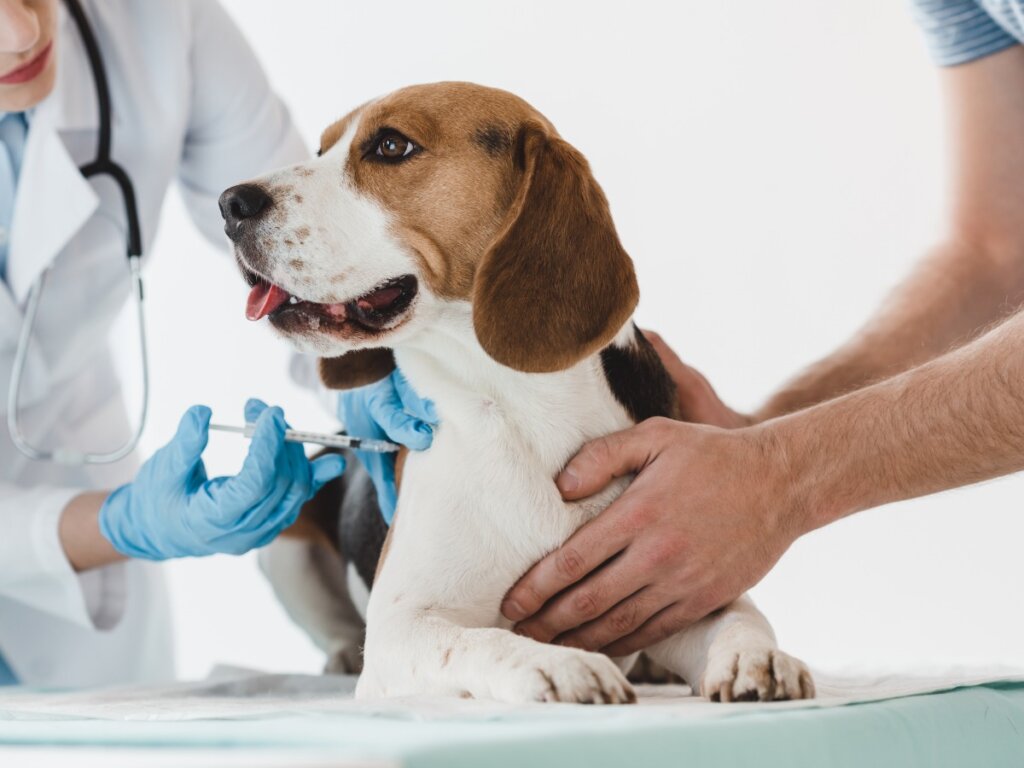 Catosal per cani e gatti: dosaggio ed effetti collaterali