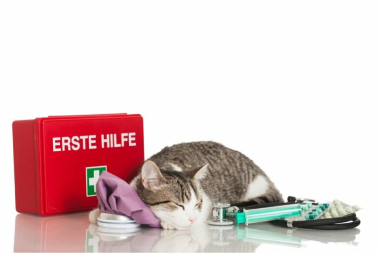 Kit di pronto soccorso per gatti: tutto quello che c'è da sapere