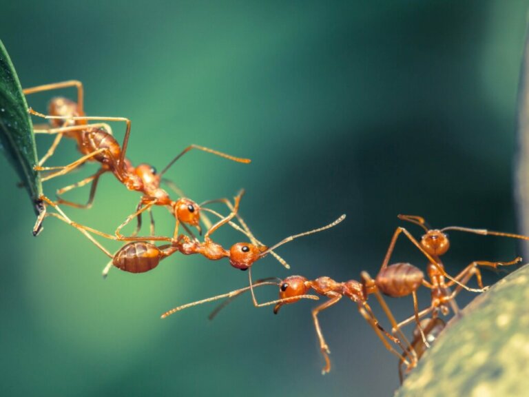 12 curiosità sulle formiche