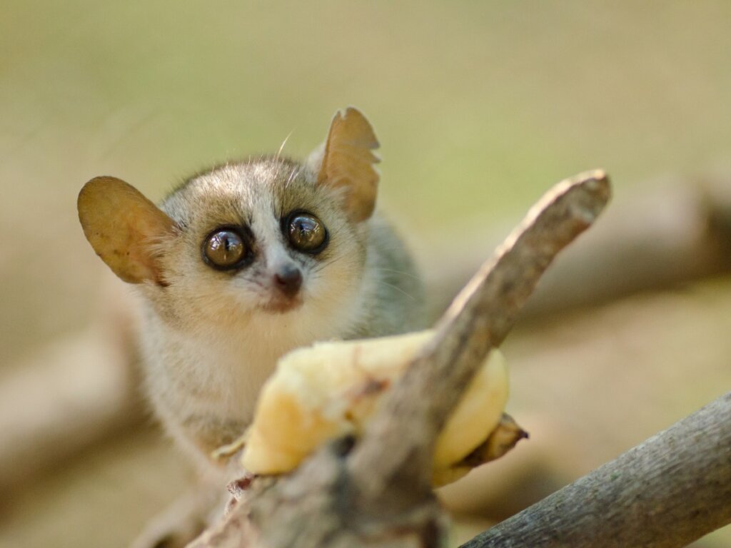 I 10 mammiferi più piccoli del mondo