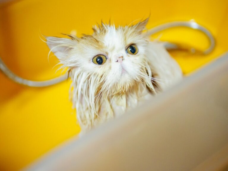 6 passi per fare il bagno a un gatto persiano