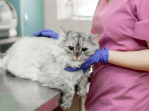 Versamento pleurico nei gatti: cause, diagnosi e trattamento