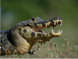 Caimano dagli occhiali: habitat e caratteristiche