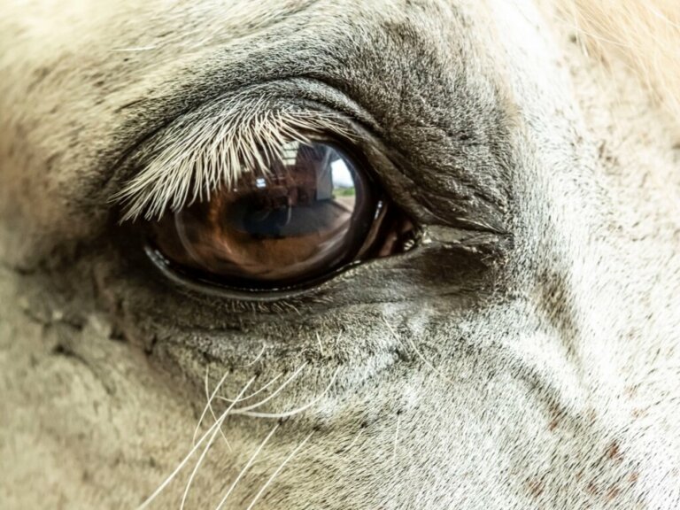 Glaucoma nei cavalli: cause, sintomi e trattamento