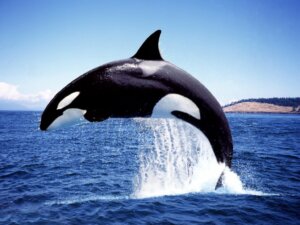 Orche: caratteristiche e classificazione